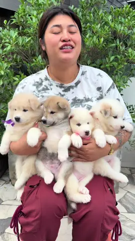 บางแก้ว+ไซบีเรีย #ไซบีเรียนเป็นหมาตลก #ไซบีเรียน #บางแก้ว #ไซบีเรียนฮัสกี้ #เปิดการมองเห็น 