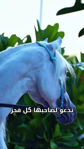 🐎 «دعاء الخيل العربي قبل الفجر… سر الوفاء في نواصيها⸻ عن أبو ذَرّ الغفاري رضي الله عنه، قال: قال محمد بن عبدالله ﷺ: «ما من فرسٍ عربيٍّ إلا يؤذَنُ له عند كلِّ سَحَرٍ بدعوتينِ: اللَّهُمَّ خَوَّلْتَني مَن خَوَّلْتَني من بني آدمَ، وجَعَلْتَني له، فَاجعَلْني أحبَّ أهلَه ومالَه إليه، أو من أحبَّ أهلَه ومالَه إليه».   والمحدث محمد ناصر الدين الألباني وُصف الحديث بأنه «صحيح تدرون أن الخيل… تُدعو لصاحبها كل فجر، قبل أن يرفع الإمام الآذان، في وقتٍ يسمّى “السّحر”؟ هذا الحديث يُخبرنا بأن كل فرسٍ عربيّ تقريباً، يُؤذَن له عند كل سَحَرٍ بدعوتين مخلصتين: «اللهم خَوَّلْتَني مَن خَوَّلْتَني من بني آدمَ… فجعلتَني له، فاجعلني أحبَّ أهلَه ومالَه إليه…» هذا ليس شعوراً بشريّاً فقط… بل ارتباطُ روحٍ بمَكتَنٍ، ووعدٌ صامتٌ بين الخيل وصاحبه، في فضاءٍ قبل الفجر. الفائدة؟ أن هذا يدل على: 	مكانة الخيل في الإسلام، لا كوسيلة فحسب، بل ككائنٍ يُسجّل عند الله دعاءً وردّاً. 	•	أمانة الإنسان تجاه ما يملك؛ فالخيل تدعو لصاحبها، فكيف يكون هو جديرٌ بهذا الدعاء؟ 	حالة روحانية في لحظة السّحَر: حين يسكن العالم، وتُفتح أبواب الرحمة، يكون القلب والمعنّى في أعلى درجات التقارب مع الخالق. فلتكن حبّك للخيل حبًّا بحكمة، ولتكرمها بما يُرضي الله، ولتعلم أن في نواصيها… خيرًا معقوداً إلى يوم القيامة#خيل -دعاء_الخيل -فرس_عربي #حد#خيلبوي -الإسلام -سحر_الفجر#حديث_نبوييل -أمانة -حب_الحيوانات -خير_الله -روحانية -ذكر_الله -شيلة_خيل -محتوى_ديني -خيل_عربية-حديث_نبوي -الإسلام -سحر_الفجر-وفاء_الخيل -أمانة -حب_الحيوانات   -خير_الله -روحانية -ذكر_الله-شيلة_خيل -محتوى_ديني -خيل_عربية##الخليج_الكويت_السعودية_قطر_عمان-الإمارات-البحرين-قطر-##المغرب🇲🇦تونس🇹🇳الجزائر🇩🇿تركيا🇹🇷_العراق🇮🇶💔##إفريقياآسيا-أستراليا- الولايا#إفريقياة الأمريكية-أوروبا-أثيوبيا-موريتانيا-السودان-الصومال-ليبيا-فلسطين-مصر-القاهرة-سوريا-لبنان-ليبيا-الأردن-العالم العربي-العالم الإسلامي-العالم الأوروبي-القارات-المحيطات-الخلجان-أجانب-عرب-الصين-  الهند -السعودية -....... منطقة الجوف - سكاك .اكسبلوووووووورررررررررررر