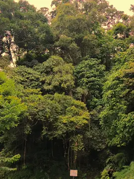 kenangannya ada namun orang nya sudah tiada #telagasaatpuncak #puncakbogor #bogor 