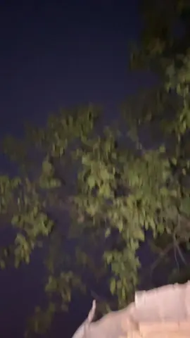 ##aseelmurghalovers🐓🦅 #aseelpakistan #fyp #foryou #aseelchicks 