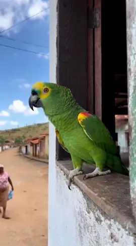 #humor #comédia #memes #peterparker #papagaio 