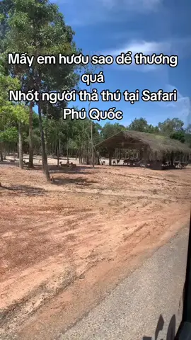 Nhốt người thả thú tại safari Phú Quốc#GreenCreator #VinWonders #dulich 