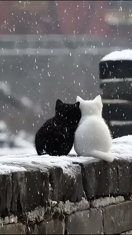 #cute #douyin #fyp #可爱 #cat 