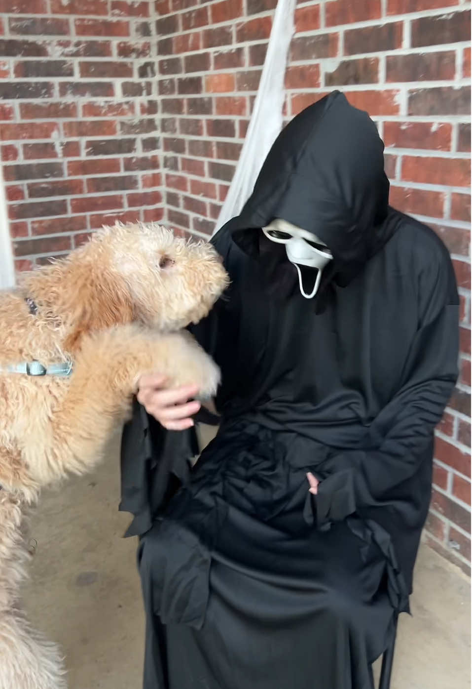 Cameo le tenía miedo a los disfraces 🥹👻🎃 #halloween 