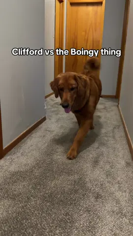 I can’t blame him for acting like this 😂 #goldenretriever #funnydog 