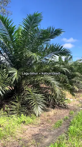 #petani #petanimudamilenial #sawitontiktok #sawitindonesia #fypage #ppksyangambi 