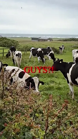 IT'S THE FIRST OF THE MONTH 🗣❄️ @playboicarti @KrullFarm @uveohdushop @Two coos and a honeybee @gracie 🫛🪷🧚🏻‍♀️ @Elias Herrera @The Husky Fam  #playboicarti #firstofthemonth #christmas #edit  wake up it's the first of the month cows edit wake up it's the first of the month trend