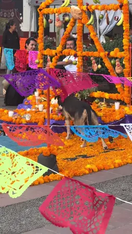 #diademuertos #fyp #perros #funny #diademuertosmexico 