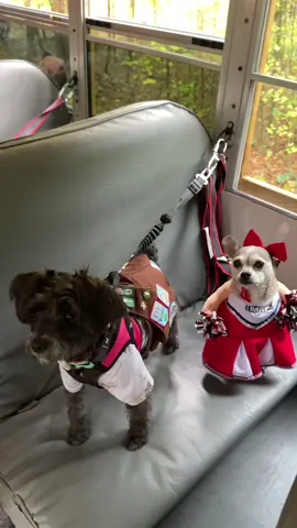 Shaking pom poms is what chihuahuas do best. #chihuahua #cheerleader #pompom #dogbus #dogcostume 