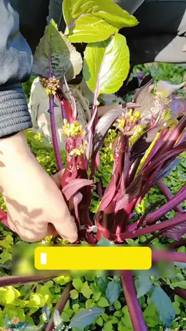 Cải ngồng tím #hatgiong #hatgiongcaytrong #nongsan #nongnghiep 