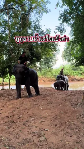 #เทรนวันนี้ #น้องปลาทู #บ้านเพราะช้าง #elephant #ช้าง 
