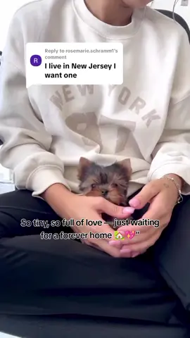 Replying to @rosemarie.schramm1 Tiny paws, big love 💕 Meet my adorable teacup Yorkie ready to melt hearts and find a forever home 🏡🐶  #teacupyorkie   #YorkieLife  #YorkieLover  #CutePuppyAlert #newjersey 