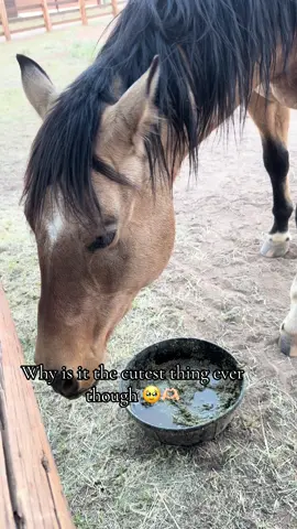 He’s my puppy dog gelding. Brucey  #fyp #gelding #horses #horsegirl #beginnerhorserider 