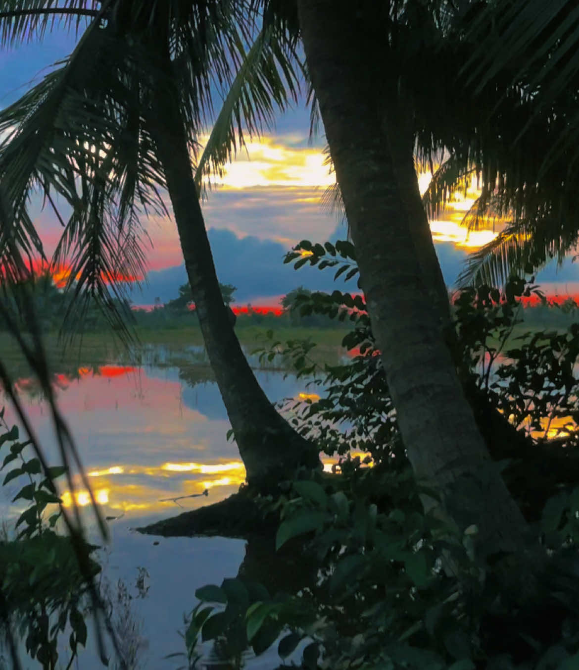 Chần chờ chi nữa em ơi thưa má thưa ba cho anh qua rước em liền☺️🦆🫧🍃🦗🌴🪿🍂🍃