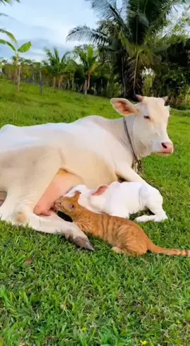 #fyp #viral #ngakak #lucu 