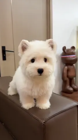 Westiepoo (West Highland White Terrier & Poodle) #Westiepoo #CutePets #DogTok #FluffyPup #PoodleMix