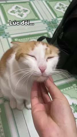 Ai rồi cũng sẽ khác 🙄 #nheoiu #catsoftiktok #meow 