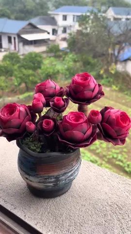 Sen đá hoa Hồng càng lạnh càng cuốn 