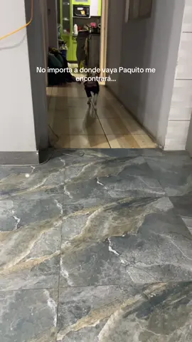 #chucky #hallowen2025 #terror #perros #diadehallowen 