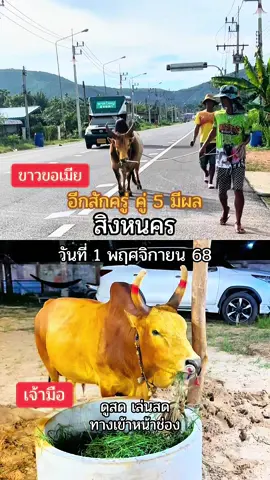 #วัวชนสด #วัวชนคนสวย #วัวชนคนสู้🐂 #วัวชนภาคใต้ #วัวชนสงขลา 
