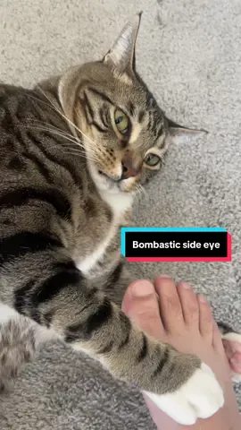 when grandma doesn’t believe you’re anything other than a perfect angel 😹🤥 #catsoftiktok #cats #fyp #funny #funnycats 