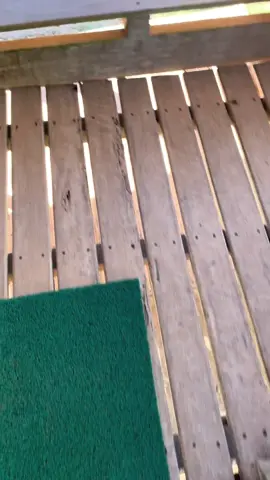 Lap kaki dulu gusy 🤣 #halamadrid🤍👑 #viscabarca🔴🔵 #fypシ #fypシ゚viral 