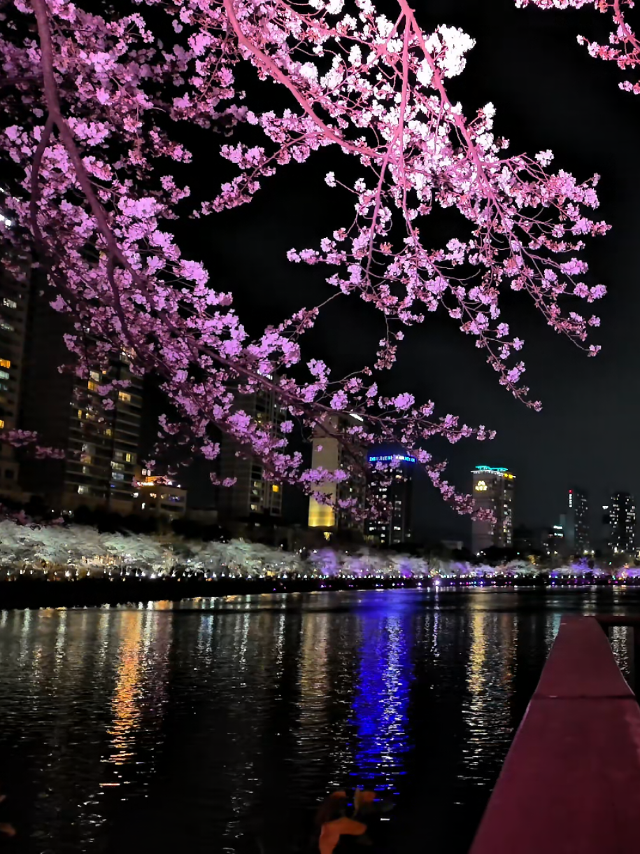 #seoul  #travel #cherryblossom #aesthetic #djiosmopocket3 