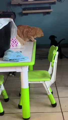 The only cat that doesn’t run lol #cats #puppies #friends 