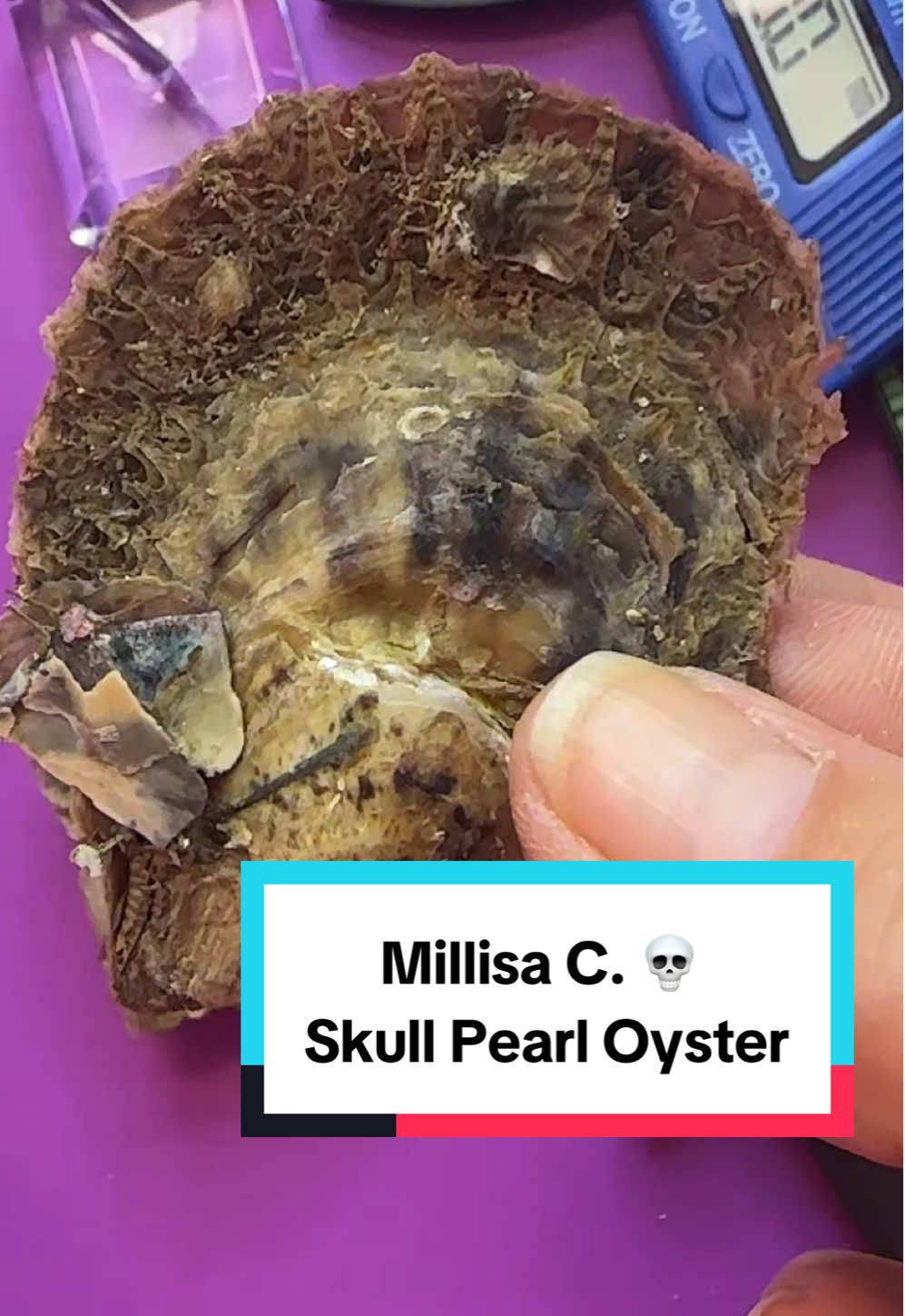 Millisa C. 💀 Skull Pearl Oyster  Tik tok DezLin Oyster Video - you can open at home or we can do a video -to order link in bio or go to DezLin.com Based in USA, California 🇺🇸 Thank You, We appreciate your order  #jewelry #bargain #deals  #pearl  #shopping   @Just Me 