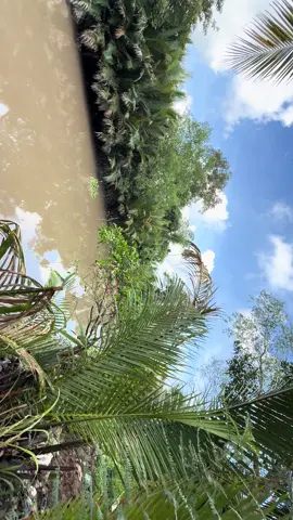 Mọi người tập luyện đua ghe ngo nhìn mãn nhãn thiệt luôn #đuaghengo #vinhlong 