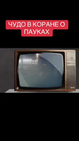 #чудо#вкоране#опауках#рек