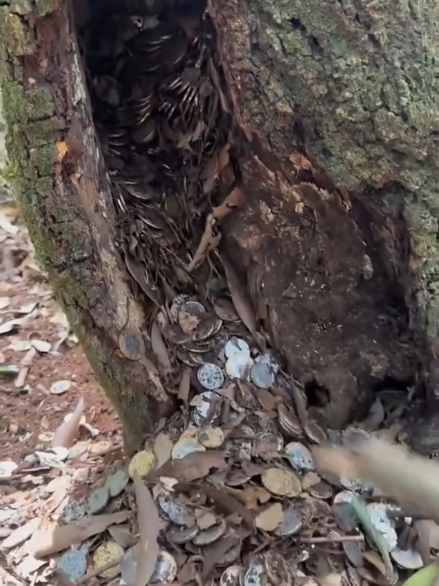 #creatorsearchinsights #fyp #foryou #foryoupage #bishal_mgr3 