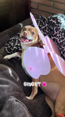 #fyp #chihuahua #hey #dogsoftiktok #halloween 