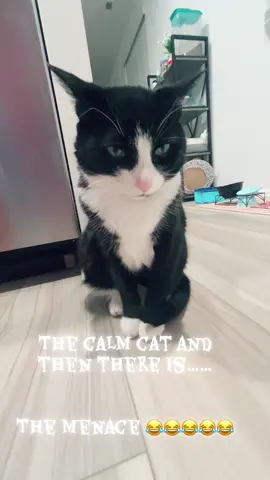 #fyp #fypシ #cats #catslovers #catsoftiktok 