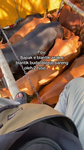 Isine Paido nan 😭#bismillahfyp #juraganmuda #peternakmuda 