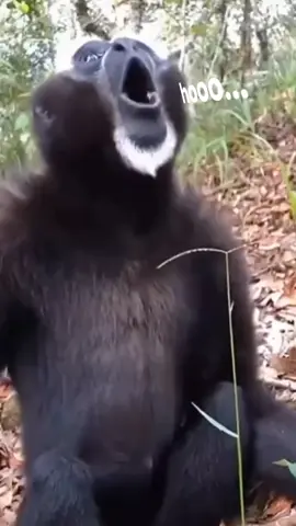 #kontenhiburan #monkeysinging 