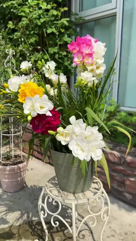 Lan Nam Phi mix đủ màu đẹp thơm ! Tết nở đảm bảo hơn cả tuyệt vời ! 