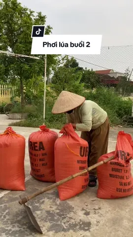 Trời âm u, mây mịt mù như này phơi lúa cũng sợ cơn mưa ập đến là chạy k kịp luôn mn ơi #review #graceandglow #goikho #Vlog #lucthoa01 