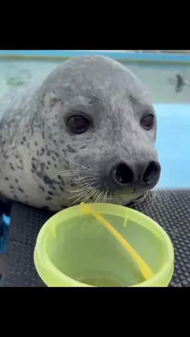 give him some fish#seal #seals #тюленчики #тюлени 