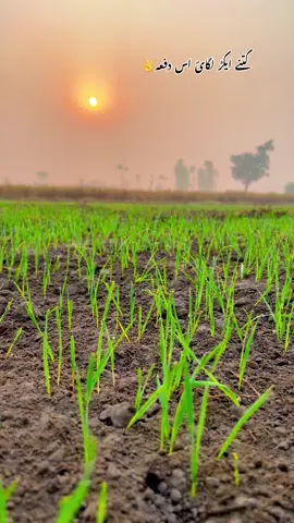 #sohnapind149 #virelvideo #trending #virel #fyp 