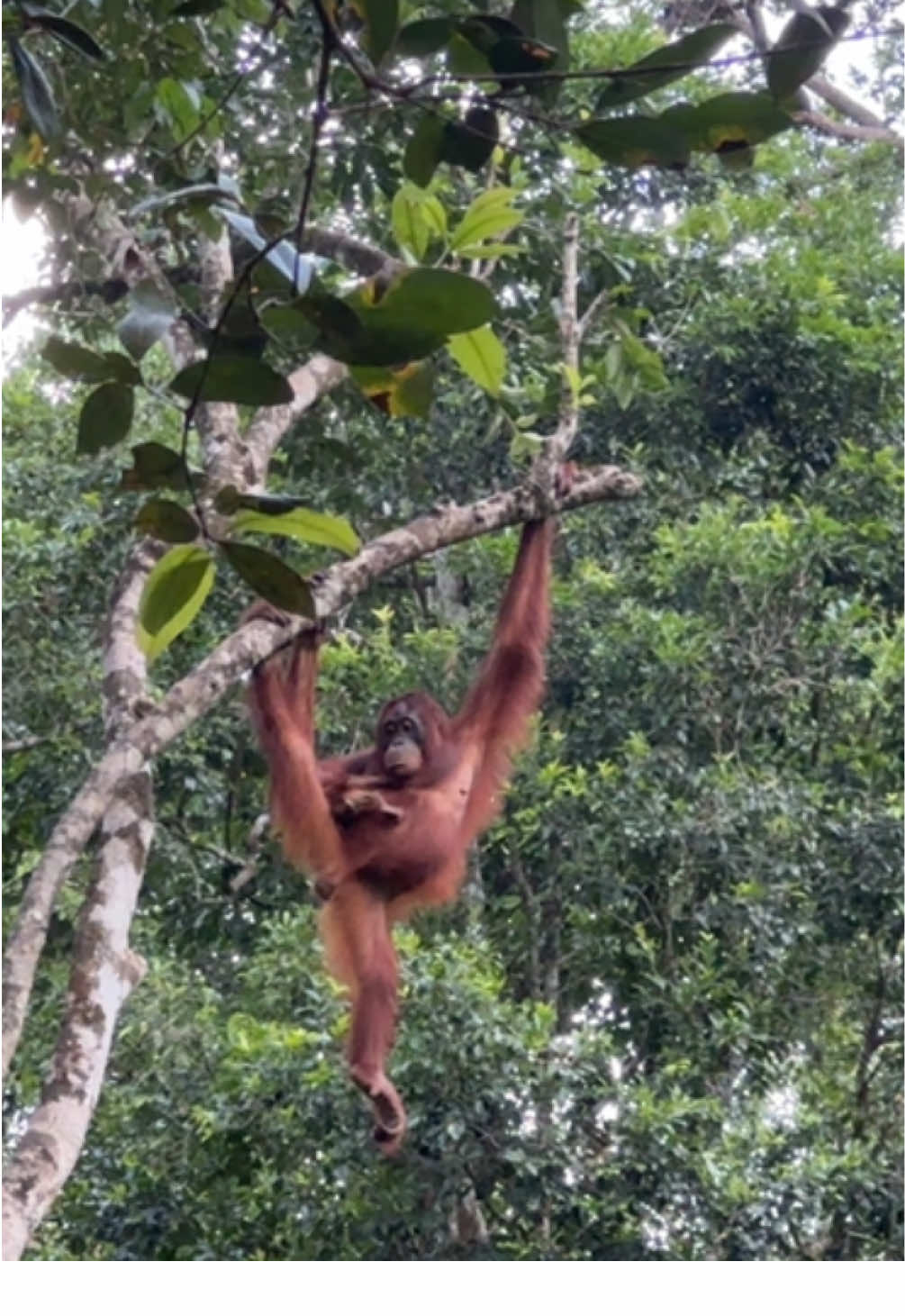 mama orang utan joining the trend🙂‍↕️