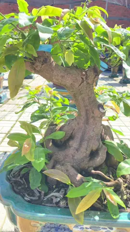 Chờ mùa sau #maivang #bonsai #caymaivang #minhhoang2910 #xuhuong 