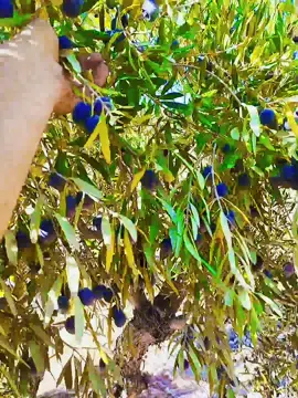 بسامس الروح ❤️❤️