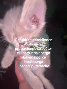 Tus ojos me recuerdan a los suyos#alaberga#gatito#pendejo#fyp #xyzbca 