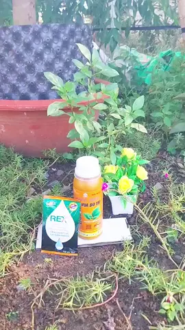 chuyên trị bọ trĩ #phanbon #nongnghiepxanh #vattunongnghiep #hottrend #xuhuongtiktok 