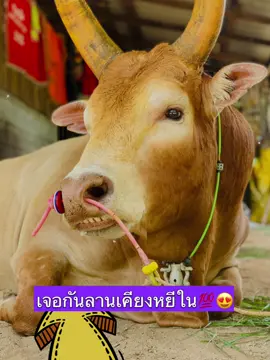 เจอกันลานเคียงหยีในพรุ่งนี้💯😍❤️#ลายงามสามกษัตริย์ #โปเช้ #ค่ายโคสยามชัยภาคใต้ #fypシ゚ 