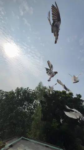 আপনি যখন কোন ট্রমার মধ্য দিয়ে যাবেন, খেয়াল করলে দেখবেন পৃথিবীর সমস্ত উক্তি যুক্তি বিরক্ত লাগছে। কেউ আপনাকে বুঝাতে এসে মোটিভেট করলে আপনার মেজাজ হারাবে, মনে মনে তাকে যা-তা বলতে থাকবেন। সত্যি বলতে এরকম অনুভূতি হওয়া স্বাভাবিক, এই অনুভূতিকে আমি খারাপ চোখে দেখি না। আমার যদি এরকম সিচুয়েশনে থাকা কোন মানুষের সঙ্গে পরিচয় হয়ে যায়, তার সঙ্গে আমি কথা বলি। চুপচাপ থাকে শুনি, সঙ্গ দিই। তাকে কাঁদার সুযোগ দিই, যত পারেন কেঁদে নিন। কাঁদলে ভেতরের হাসফাস কমে, নিজেকে হালকা লাগে। সত্যি বলতে পৃথিবীর প্রায় অধিকাংশ মানুষেই এরকম সিচুয়েশনের সাথে পরিচিত, কমবেশ সবার জীবনেই এরকম একটা ছারখার গল্প থাকে। আজকে যে মানুষটি মোটিভেট করছে, শক্তপোক্ত হয়ে দাঁড়িয়ে আছে, তাদের জীবন তদন্ত করে দেখা গেলে, দু'একটা মুমূর্ষু গল্প বেড়িয়ে আসবে। দুঃসময় কিংবা ভেঙে পড়ার দিনে, মানুষকে শুনতে হয়। তার সামনে গভীর মনোযোগী শ্রোতা হতে হয়। এরকম একটা মূহুর্ত দাঁড় করাতে হয়, যেন ভুক্তভোগী নিজেকে নির্দ্বিধায় ভেঙেচুরে বলতে পারে। জ্ঞানের অভাবে কেউ পাগলামো ছেলেমানুষি করে না, করে নিজেকে ভেঙেচুরে বলার মত এই বিশাল পৃথিবীতে কাউকে খুঁজে না পেলে। আপনি বিশ্বাস রাখতে পারেন, এই মানুষগুলোই একদিন দারুণভাবে ঘুরে দাঁড়াবে। ভেঙে পড়া, ডিপ্রেশনে নুইয়ে পড়া একেকটা মানুষকে মোটিভেট করবে। ব্যপারটি আরো ক্লিয়ার করে যদি বলতে চাই, আমি নগন্য মানুষ। কোন জ্ঞানের ভাণ্ডার না, অথচ এইযে দু'কলম লিখতে বসেছি, কোথাও না কোথাও আমিও ভেঙে পড়েছিলাম, ঠিক একইভাবে আমাকে কেউ না কেউ গভীরভাবে শুনেছিলো। আমরা মানুষ, আমাদের প্রায় প্রত্যেকের জীবদ্দশা প্রায় একই রকম। মানুষের একটাই গল্প হয়, ভিন্ন ভিন্ন চরিত্র নিয়ে আছি এতটুকুই তফাৎ। একটি মানুষ শিশুদের মত হাউমাউ করে কাঁদছে, তার এই কান্নার তদন্ত করলে দেখা যাবে, আহামরি কোন গল্প নয়। টাকা পয়সা ব্যাংক ব্যালেন্স না, ছোট ছোট কোন স্বপ্ন ভেঙে চৌচির হয়ে গেছে। যে স্বপ্নগুলো তার ইমোশনের জায়গা দখল করে ছিলো। আর মানুষ মূলত নুইয়ে পড়ে, নিজের ইমোশনের কাছে। মানুষ হয়ে মানুষকে শুনুন, তাকে এতটুকু বুঝতে দিন আপনি আছেন তার পাশে, তাকে শুনছেন। দেখবেন এই মানুটি একদিন উঠে দাঁড়াবে, কে জানে হয়ত ইতিহাস করবে সাফল্যে। আপনিও মানসিক শান্তি পাবেন, এটা ভেবে যে আপনার জন্য একরাতে মরতে বসা মানুষটি আজ ইতিহাস লিখছে। #foryou#foryoupage#officialbdtiktok#fpyyyyyyyyyyyyyyyyyyyyyy 