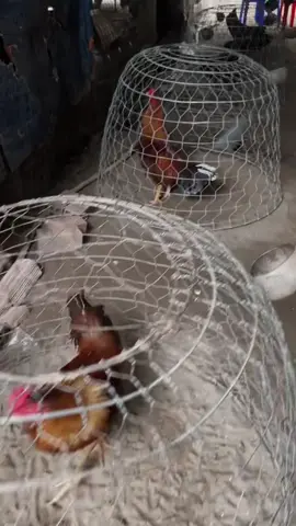 ít mà chất lượng