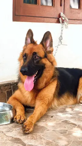 Meily❤️🐶  #trending #onemillionaudition #viral #germanshepherd #puppy 