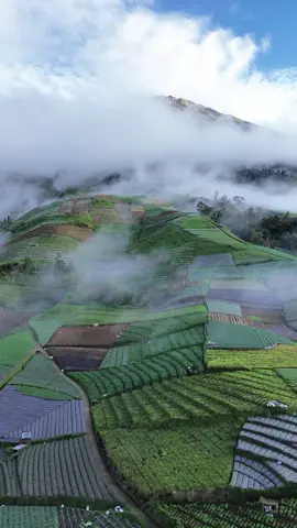 “Kalau ini bukan surga, mungkin surga mirip tempat ini 😍 Gunung Sumbing x Sawah Kaliangkrik 🌾  Sewa dokumentasi bisa langsung dm/wa yang ada di bio profil ya gusy #ExploreMagelang #FYP #NepalVanJavaVibes”#gunungsumbing #magelang24jamfyp 
